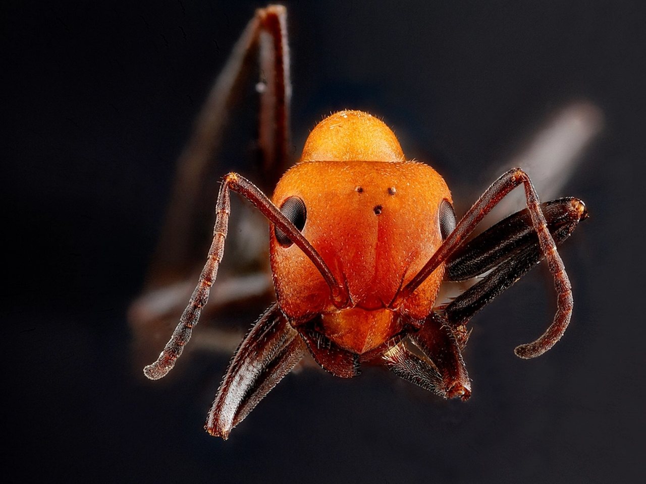 Macro photograph of an ant, one of several ant species that get into Missouri City homes