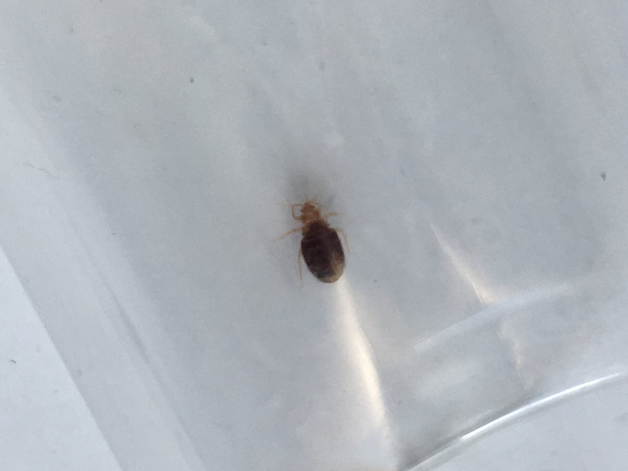 Close-up of a bed bug, Cimex lectularius, treated by heat in Missouri City bedrooms
