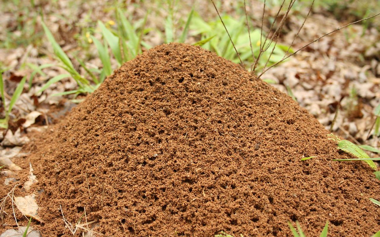 An imported fire ant mound in a lawn, the kind that appears after every rain on gumbo clay