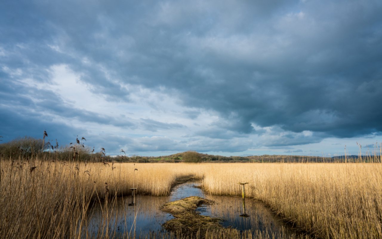 Marsh wetland with standing water, the kind of habitat that breeds mosquitoes in Fort Bend County