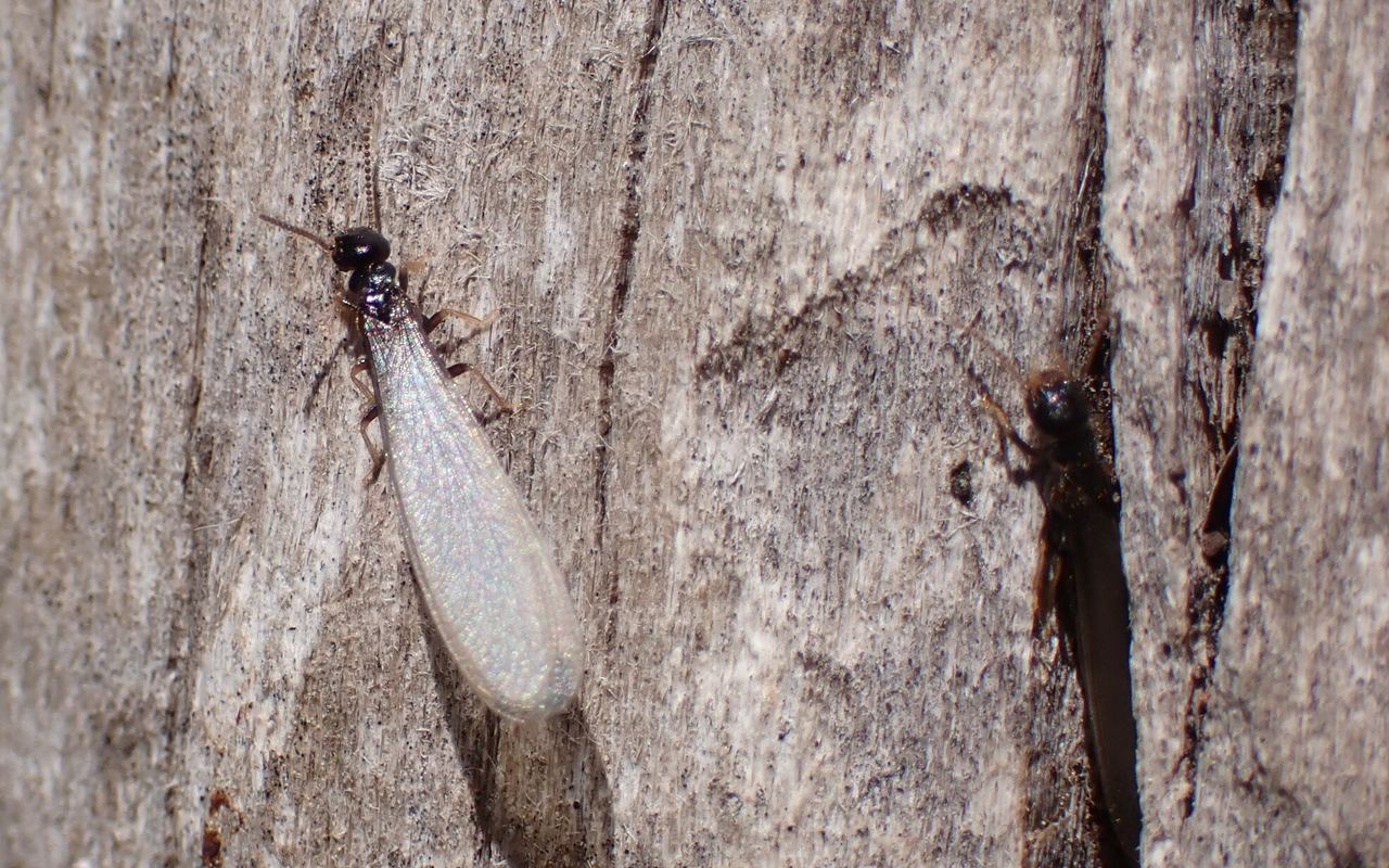 Close-up of subterranean termites, the Gulf Coast's most damaging structural pest