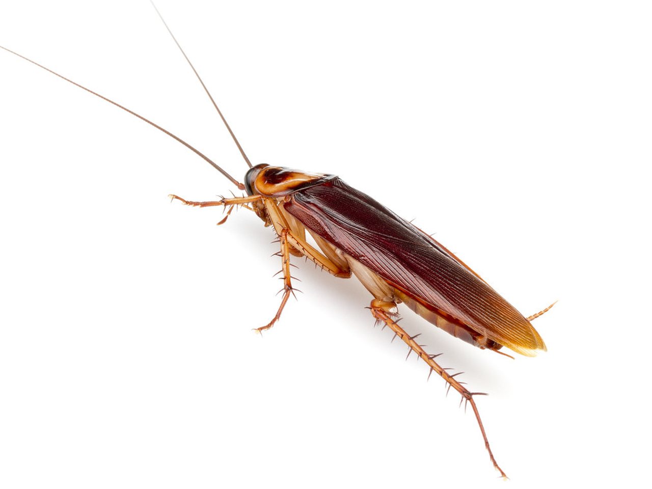 American cockroach, Periplaneta americana, the palmetto bug that wanders up from Gulf Coast drains