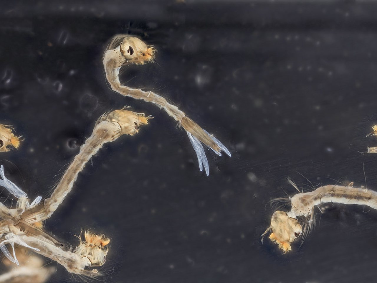 Close-up of a mosquito, the biting insect that breeds in Missouri City detention ponds