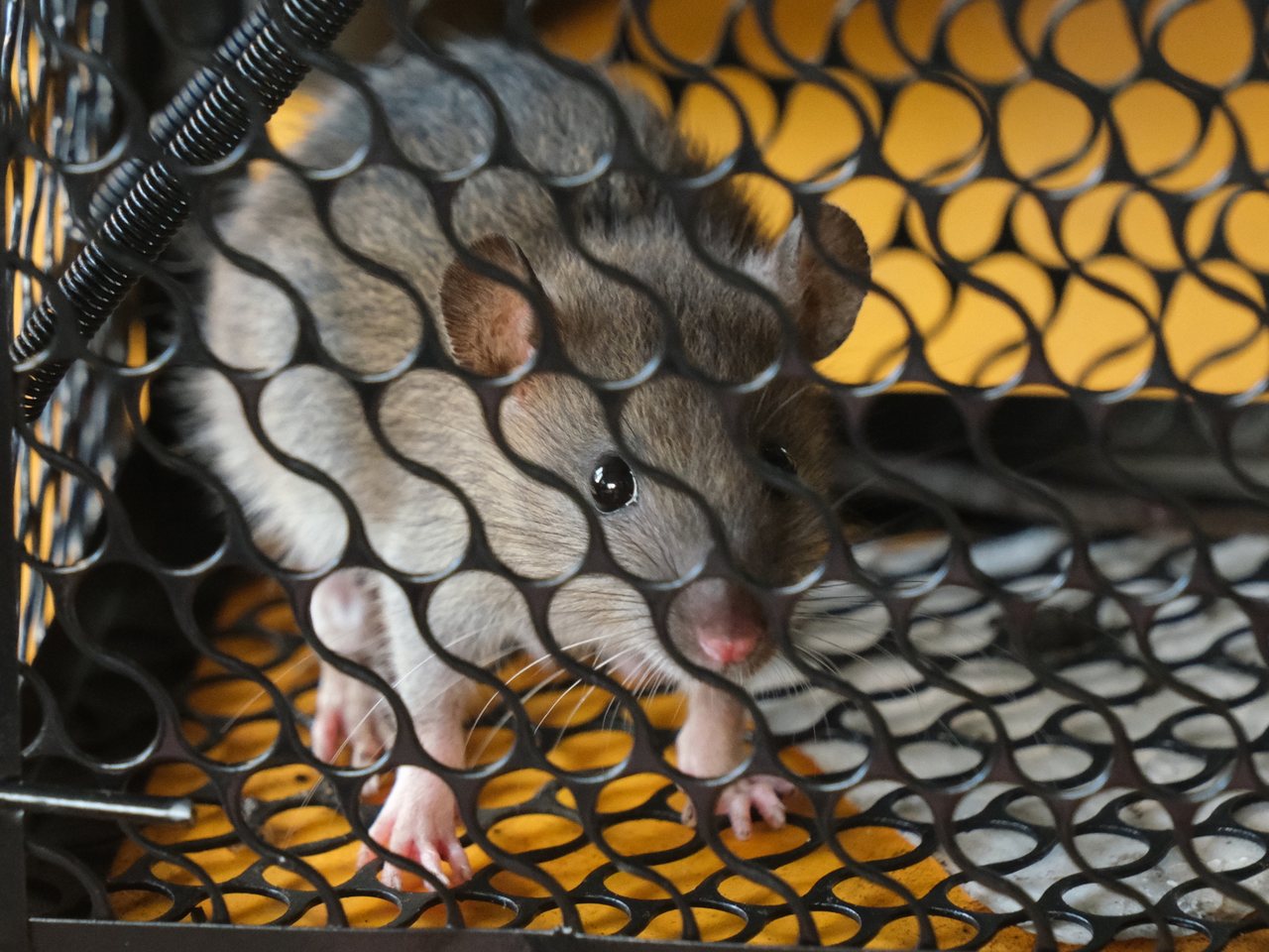 Roof rat, Rattus rattus, the climbing rat that enters Houston-area homes at the roofline