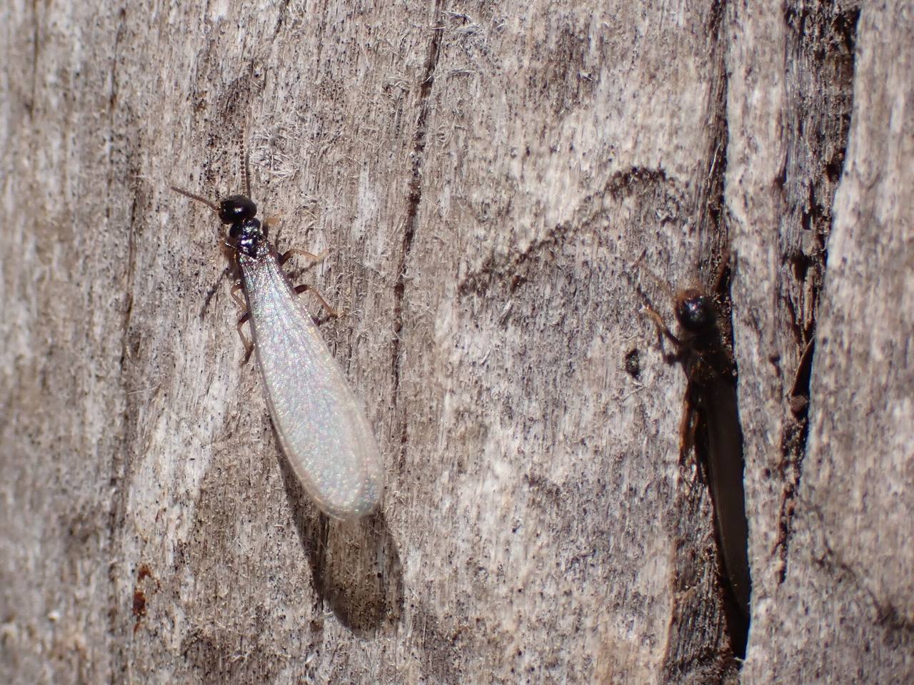 Close-up of eastern subterranean termites, Reticulitermes flavipes, the Gulf Coast structural pest