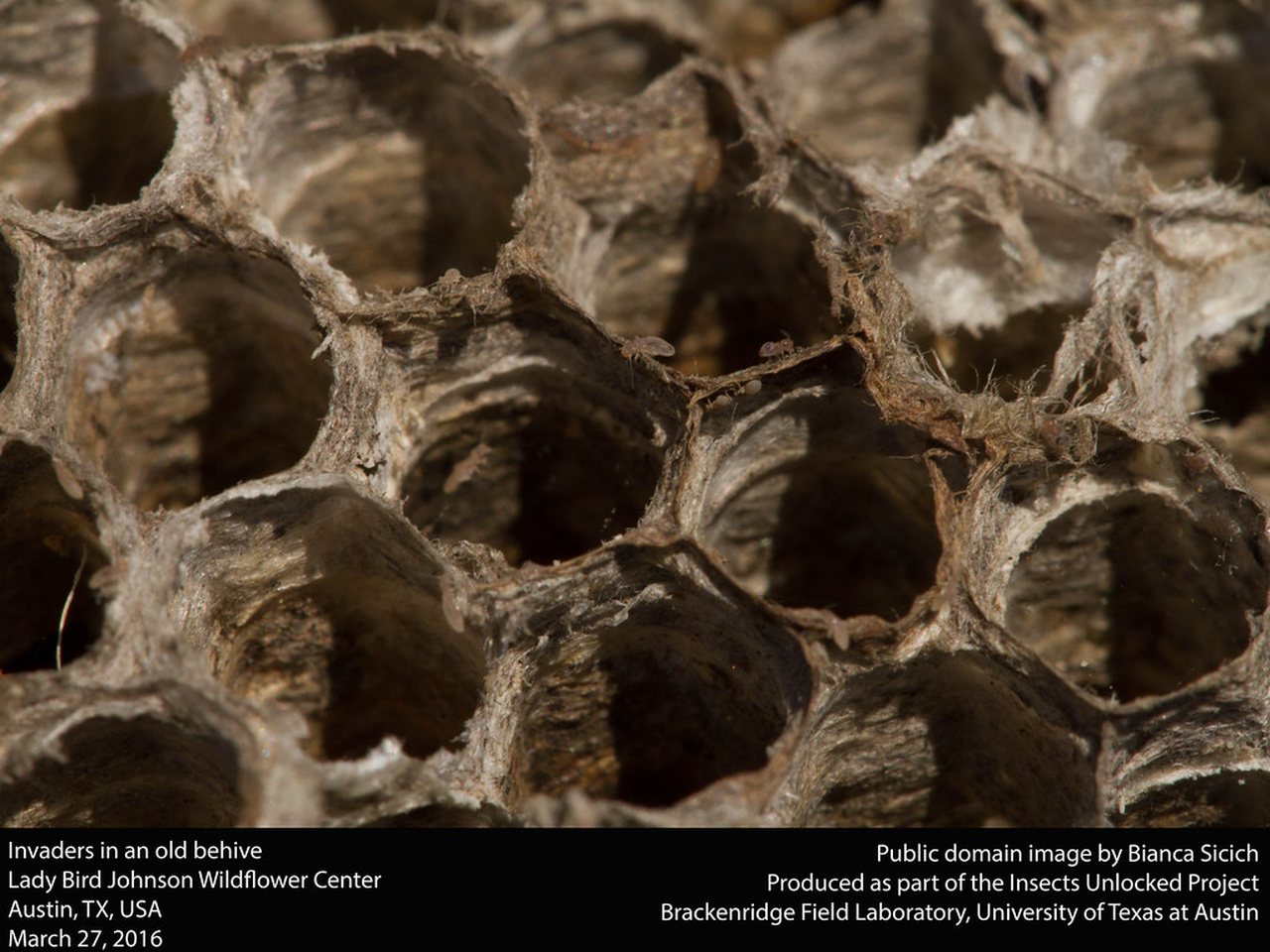 Open-comb paper wasp nest, the kind that builds under Missouri City eaves through the long warm season